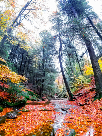 Dundee Falls in Autumn, Beach City Wilderness Area, Ohioの写真素材