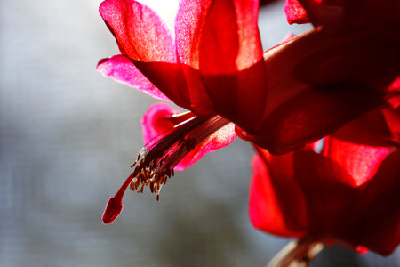 Christmas Cactus Flowers in Bloomの写真素材