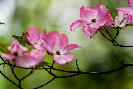 Inniswood Metro Gardens, Westerville, Ohioの写真素材