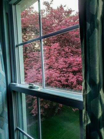 Tricolor Beech Tree Seen Through a Window
