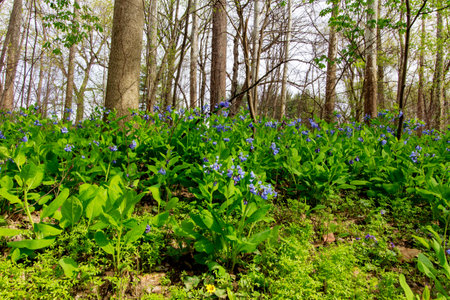 Bluebell Trail, Three Creeks Metro Park, Columbus, Ohio