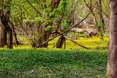 Views from the Bluebell Trail, Three Creeks Metro Park, Columbus, Ohio