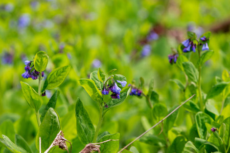 Views from the Bluebell Trail, Three Creeks Metro Park, Columbus, Ohioの写真素材