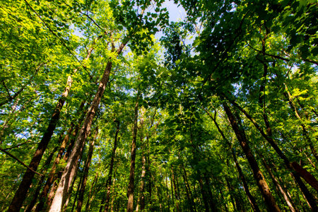 Views of Twin Swamps Nature Preserve in Spring, Posey County, Indiana