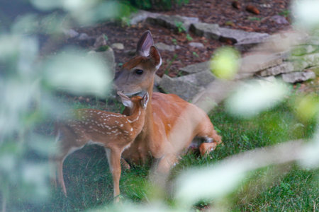 Suburban Deer with its Fawnの写真素材