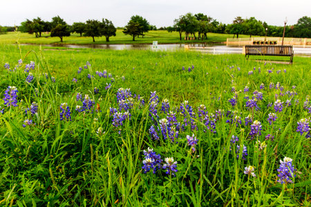 Views at Bluebonnet Park, Ennis Texasの写真素材