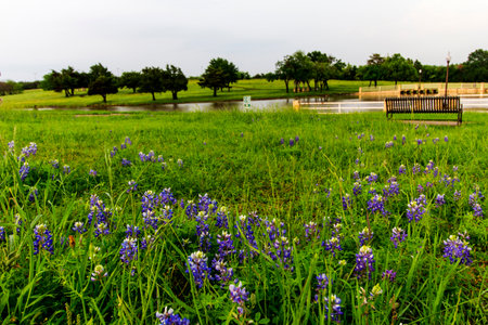 Views at Bluebonnet Park, Ennis Texasの写真素材