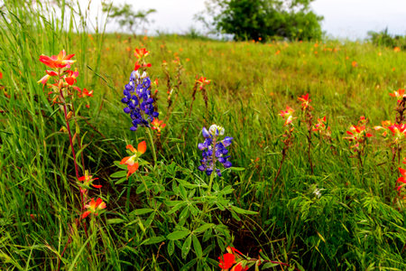 Views at Bluebonnet Park, Ennis Texasの写真素材