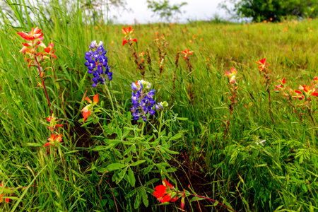 Views at Bluebonnet Park, Ennis Texasの写真素材