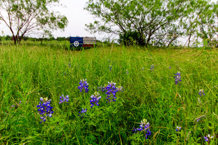 Texas Sign and Flowers, Bluebonnet Park, Ennis, Texasの写真素材