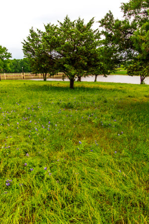 Bluebonnet Park, Ennis, Texas in Springの写真素材