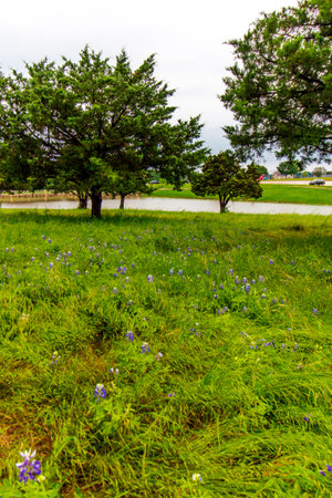 Bluebonnet Park, Ennis, Texas in Springの写真素材