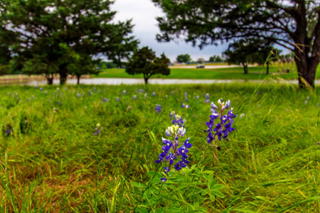 Field of Flowers, Bluebonnet Park, Ennis, Texasの写真素材