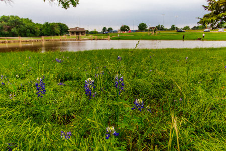Field of Flowers, Bluebonnet Park, Ennis, Texasの写真素材