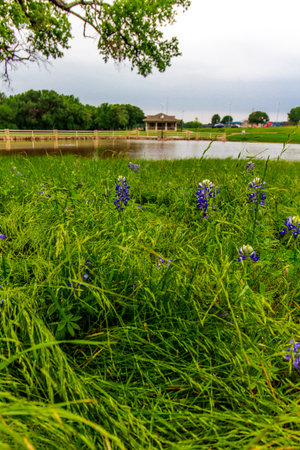 Field of Flowers, Bluebonnet Park, Ennis, Texasの写真素材