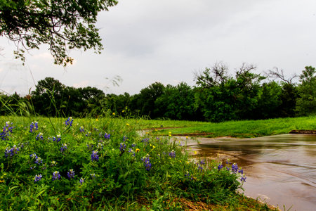 Stream, Bluebonnet Park, Ennis, Texasの写真素材