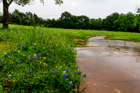 Stream, Bluebonnet Park, Ennis, Texasの写真素材