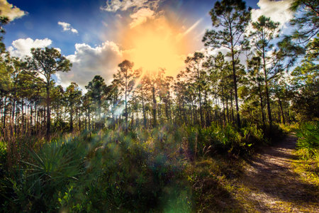 Sunny Afternoon at Oxbow Eco-center, Fort Pierce, Floridaの写真素材