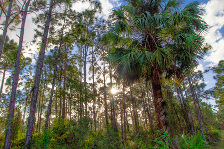 Sunny Afternoon at Oxbow Eco-center, Fort Pierce, Floridaの写真素材