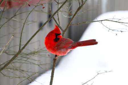 Male Cardinal Sitting on a Branch During a Winter Day