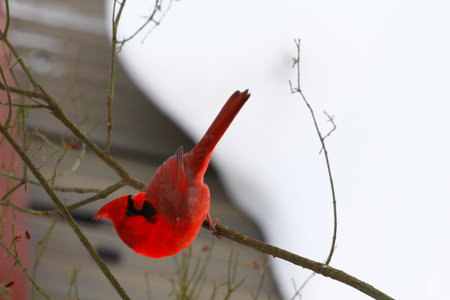 Male Cardinal Sitting on a Branch During a Winter Day