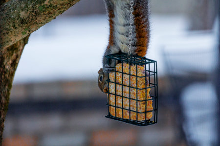 Squirrel Feeding on a Block of Suet in Winterの写真素材