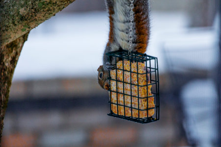 Squirrel Feeding on a Block of Suet in Winterの写真素材