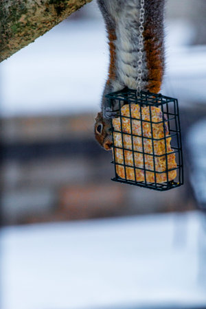 Squirrel Feeding on a Block of Suetの写真素材