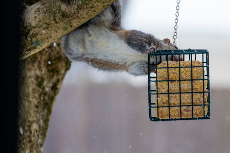 Squirrel Feeding on a Block of Suet in Winterの写真素材