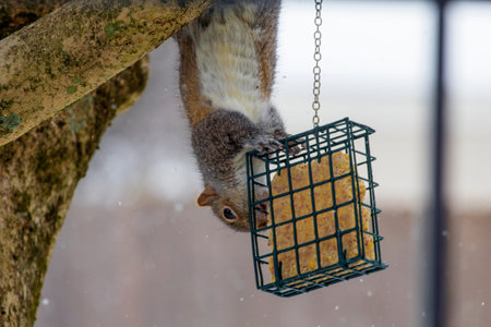 Squirrel Feeding on a Block of Suet in Winterの写真素材