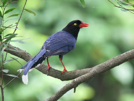 Formosan Blue Magpie singing on the treeの写真素材