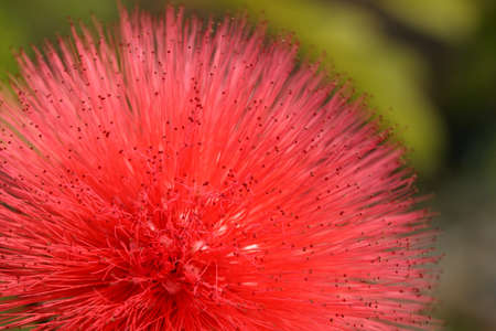 red flowerの写真素材