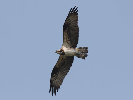 Osprey hunting fish