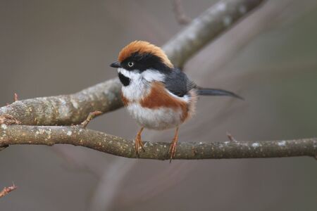 Red-headed Titの写真素材