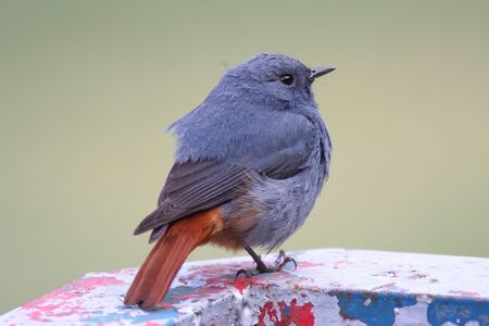 Plumbeous Water Redstartの写真素材