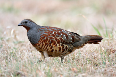 Chinese Bamboo Partridge