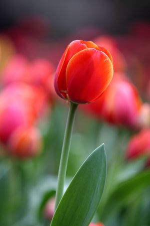 red Tulipの写真素材