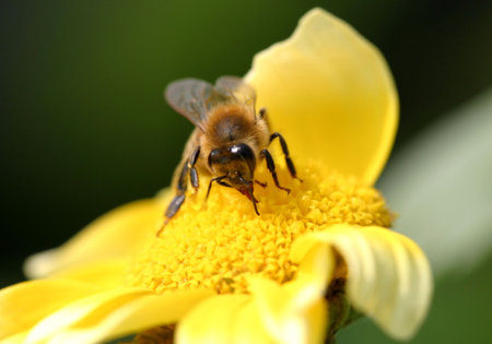 working bee