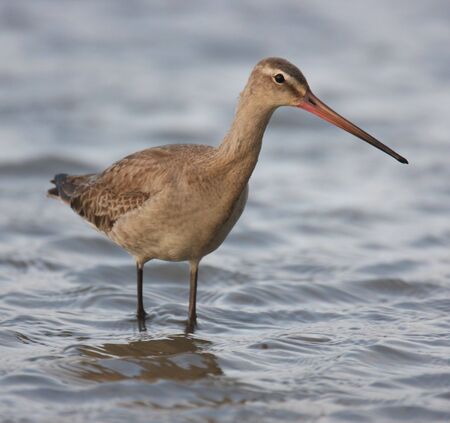 black tail snipe in waterの写真素材