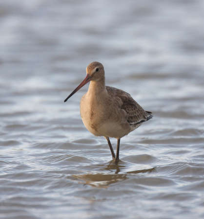 black tail snipe in waterの写真素材