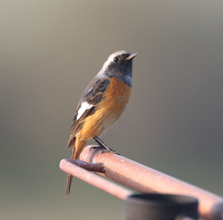 robin