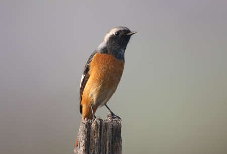 robinの写真素材