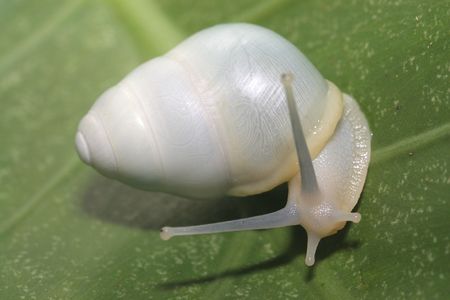 white snailの写真素材