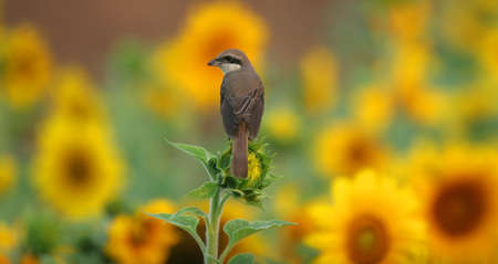 shrike with sunflowerの写真素材