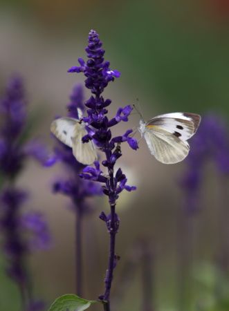 butterfly with flowerの写真素材