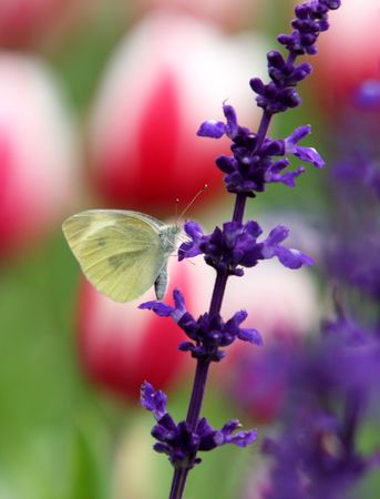 butterfly with flowerの写真素材