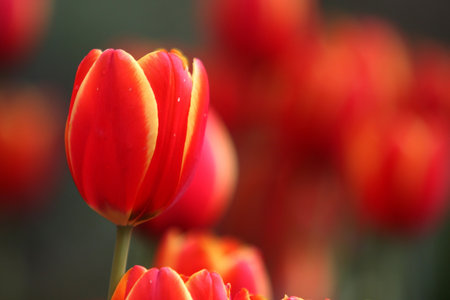 orange Tulip
