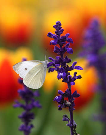 butterfly with flowerの写真素材