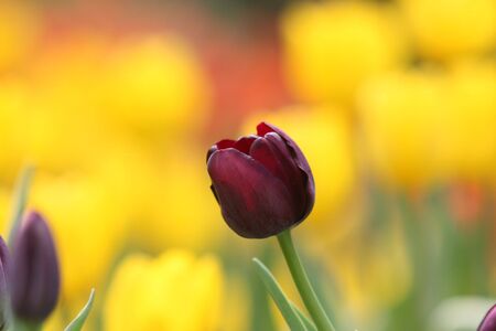 black TULIPの写真素材