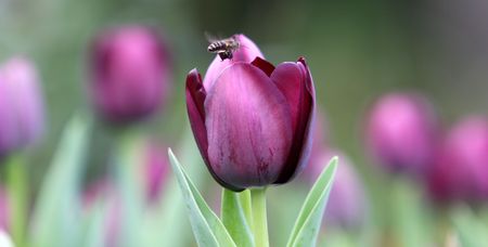 purple Tulipの写真素材